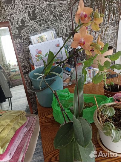 Орхидея фаленопсис