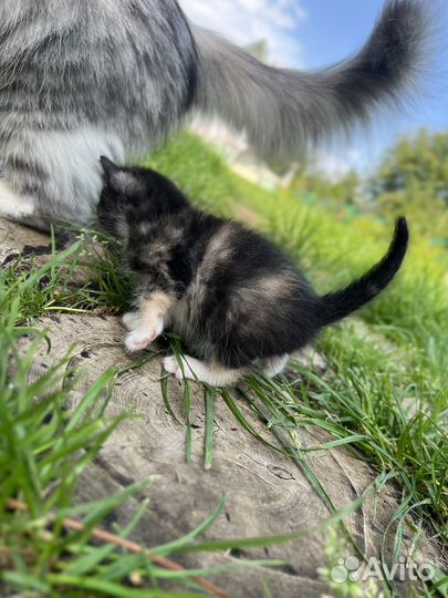 Котенок полуперс