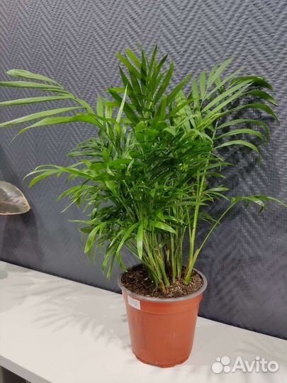 Пальма хамедорея