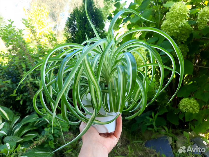 Хлорофитум кудрявый