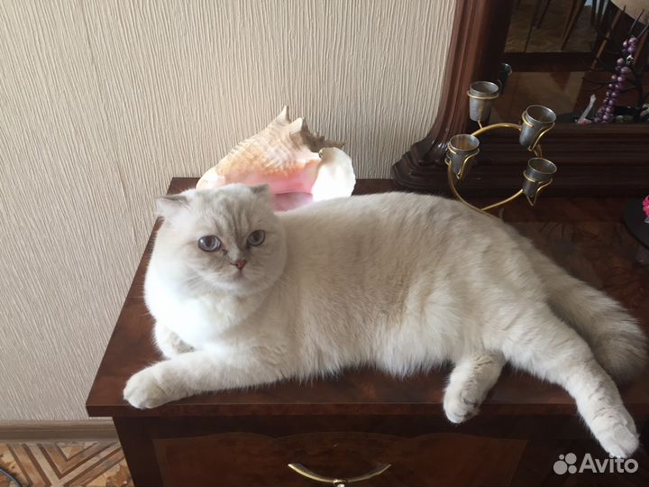 Передержка кошек/котов в домашних условиях