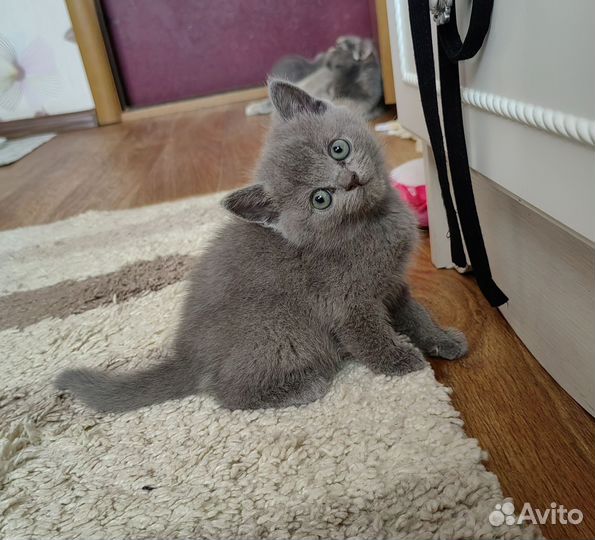 Шотландская