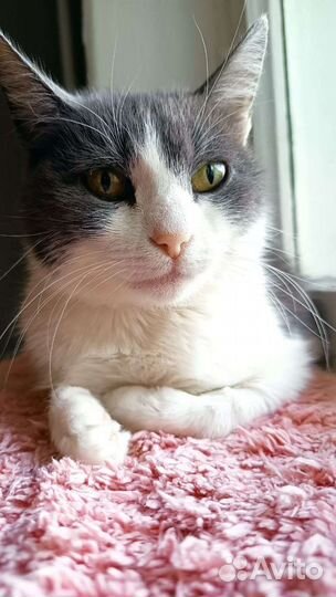 Кошка Фима в добрый дом. Стерилизована