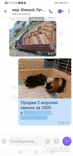 Морские свинки