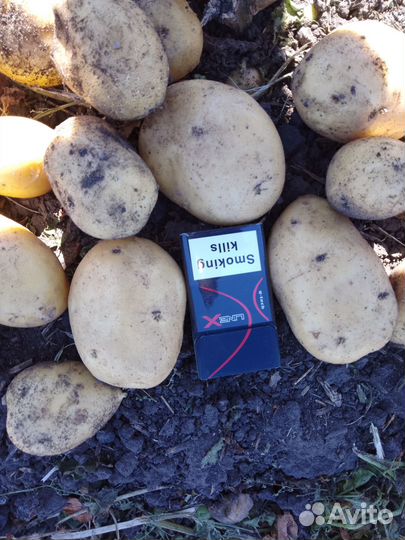 Продам семена картофеля сорт Гала