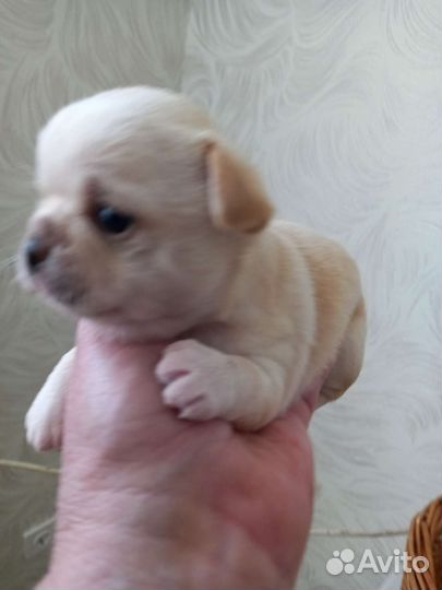 Щенки чихуахуа