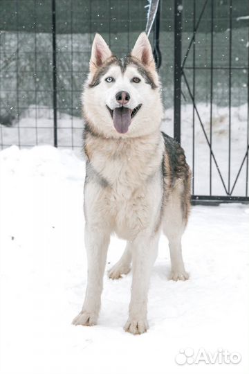 Близкий метис хаски