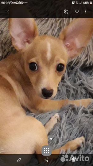 Вязка той-терьер