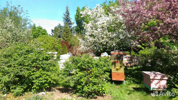 Пчелы с Ульями и Ульи с Пчелами