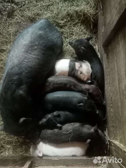 Поросята помесь вьетнамская вислобрюхая+мангалица