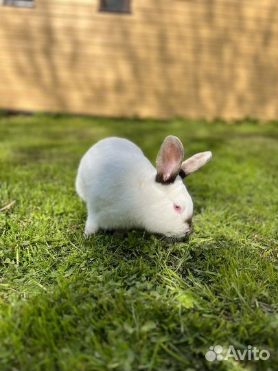 Кролики калифорнийцы