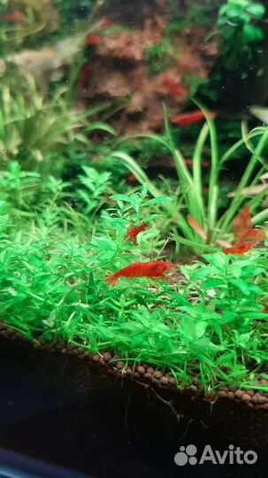 Аквариумные креветки