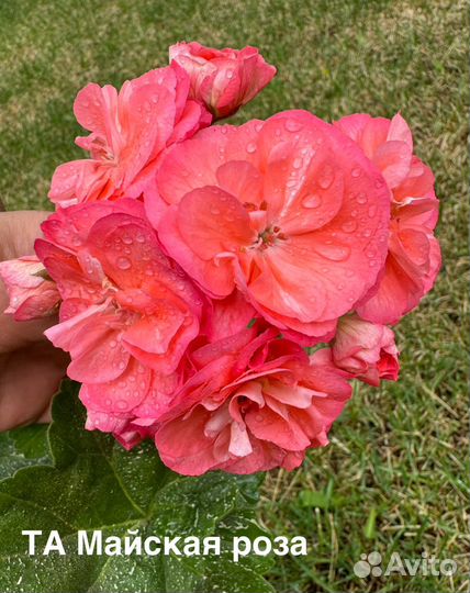 Пеларгонии сортовые