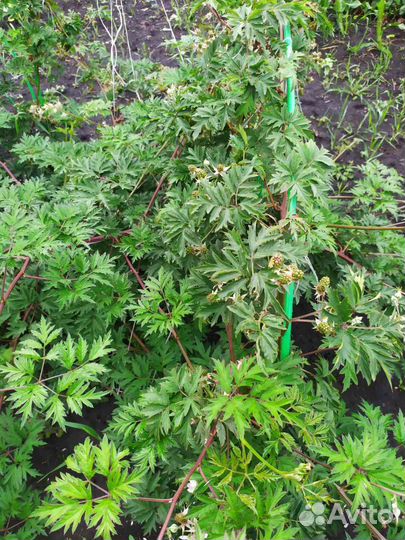 Малина ремонтантная. Жимолость. Ежевика