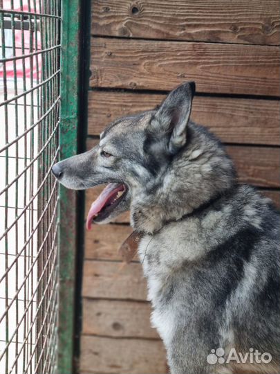 Гром-статный и красивый песик ищет дом