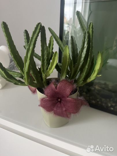 Стапелия крупноцветковая