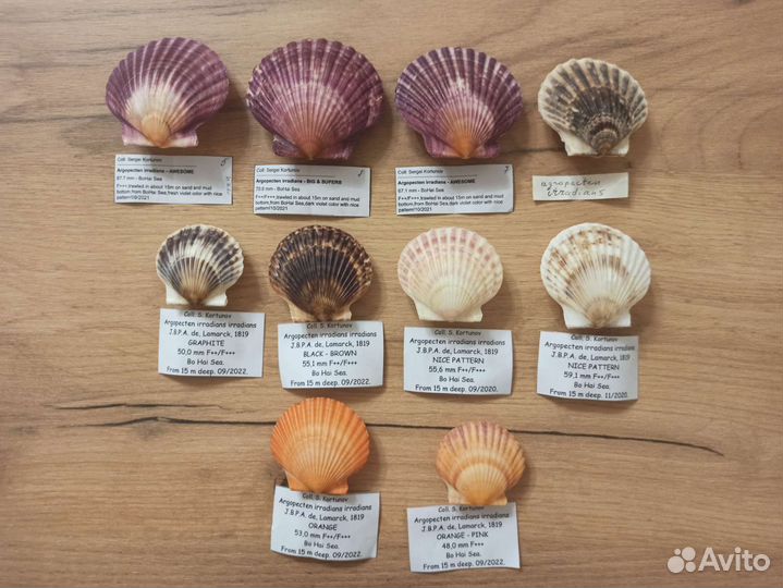 Морские раковины