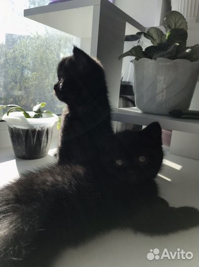 Британские котята
