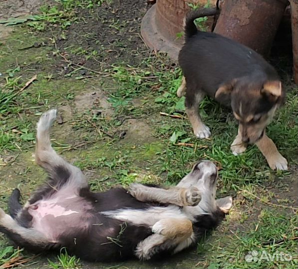 Щенки бесплатно