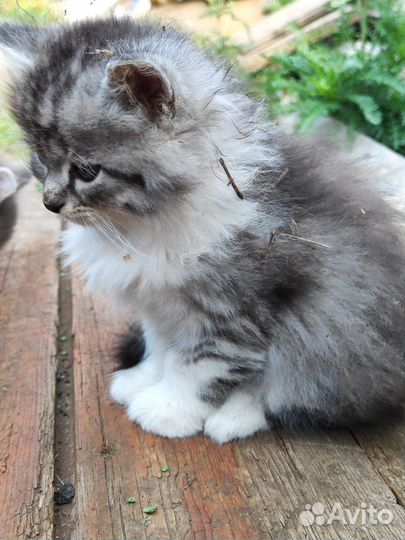 Милые красивые котята
