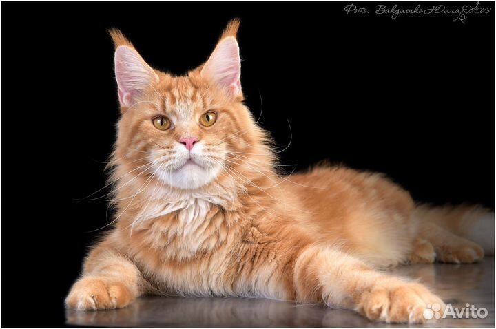 Мейн-кун девочка чайлдфри