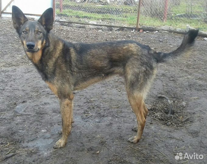 Высокий мальчик