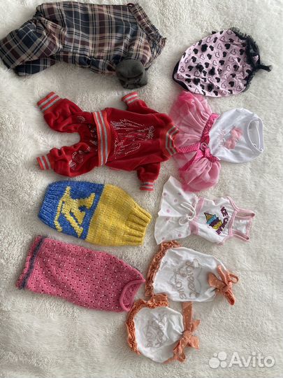 Одежда для собак