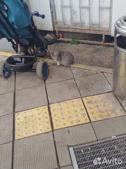 Котëнок