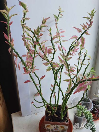 Педилантус