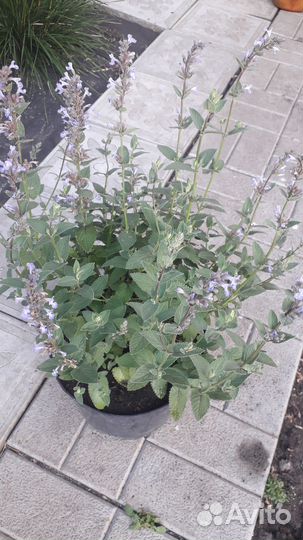 Многолетние садовые,котовник