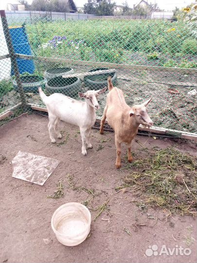 Продам козу и козла