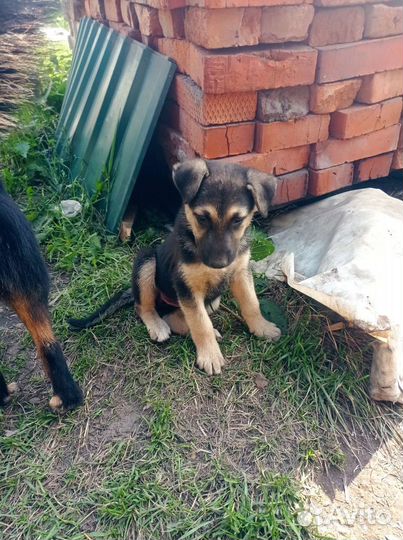 Щенки немецкой овчарки в добрые руки