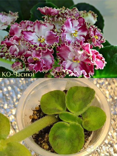 Сортовые фиалки