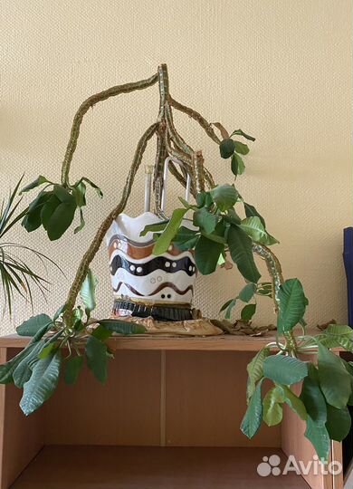 Молочай комнатный для дома и офиса