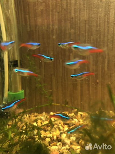 Скалярии и другие