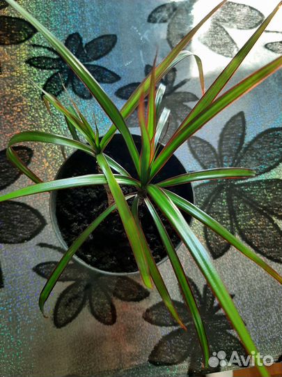 Пальма драцена