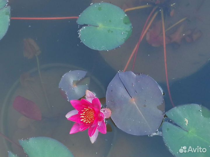 Нимфеи для пруда