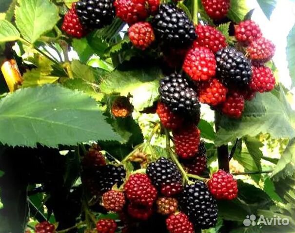 Ежевика Вождь Джозеф