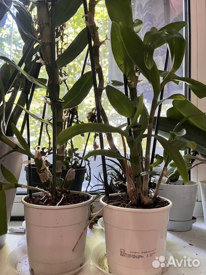 Орхидея дендробиум