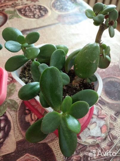 Толстянка, денежное дерево