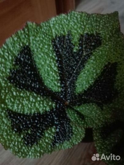 Бегония Masoniana