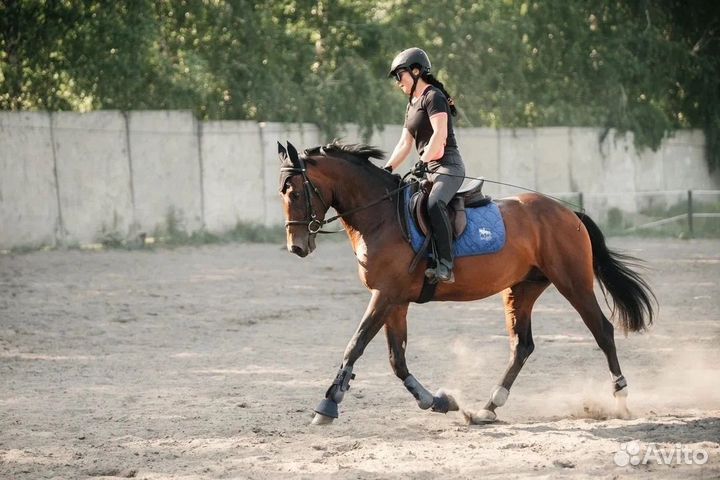 Жеребец в спорт