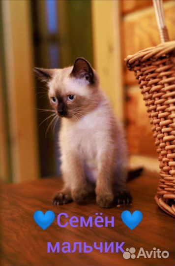 Котенок мальчик в лучшие ручки