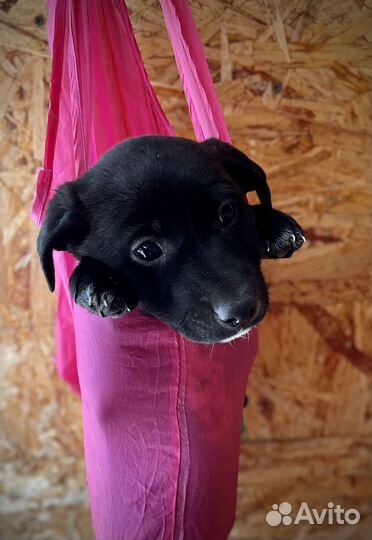 Щенки в добрые руки