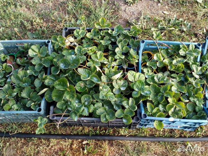 Рассада сортовой клубники в стаканчиках