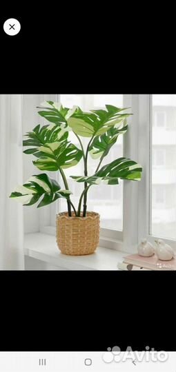 Растения икеа