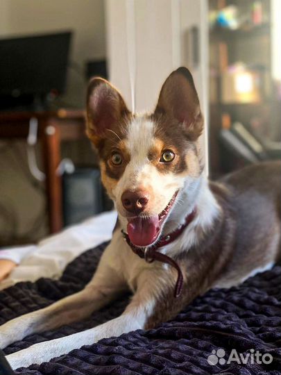 Маленькая собака в дар