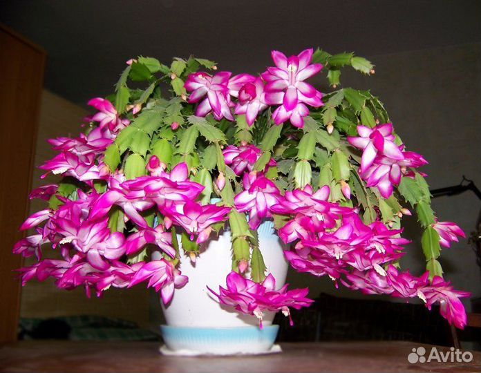 Пеларгонии и цветы домашние