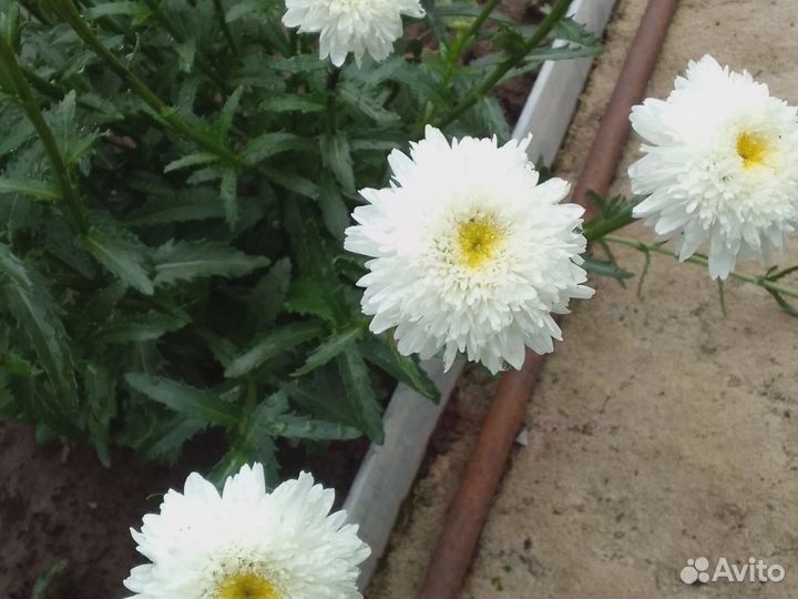 Махровая ромашка неземной красоты