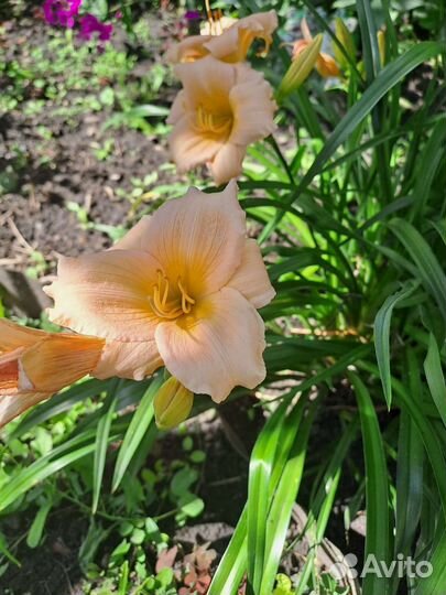 Лилейник,монарда розовая